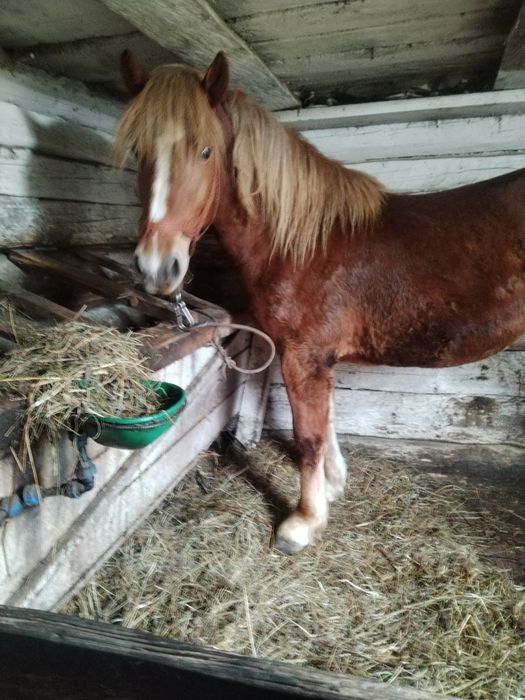 Mânz de vânzare foarte cuminte