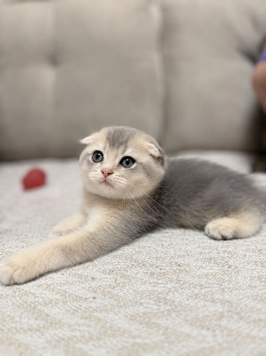 Продаю шотландских котят