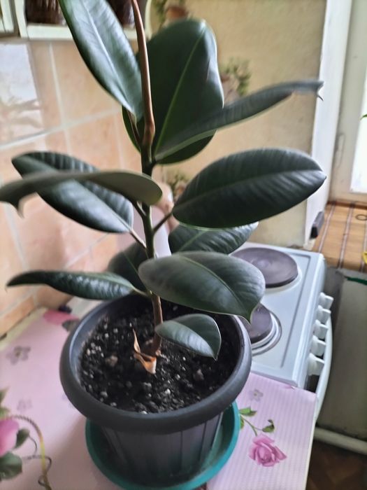 Продам фикус 5000. Драцена -2 деревца -6000