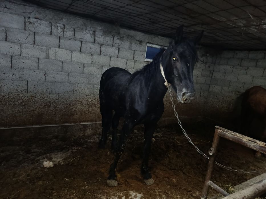 Құнан  сатылады Талғар қызыл қайратта тұр