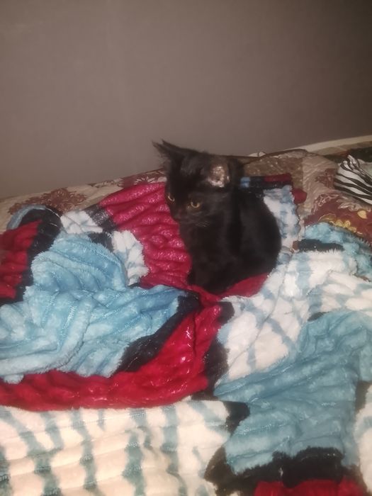 2 котята, самки,