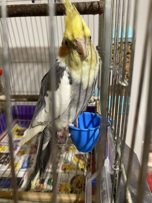 Мъжка корела на 6 месеца