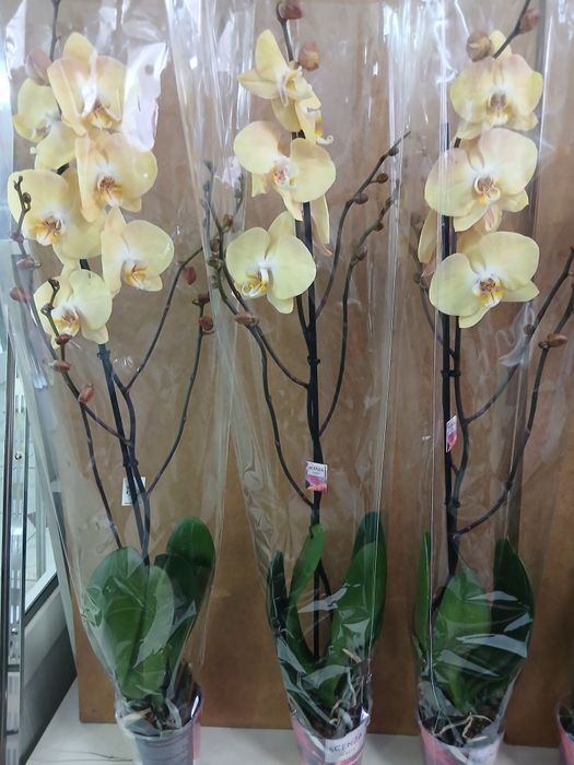 Орхидея качество Голландия