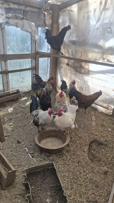 Продам петухов .доставка