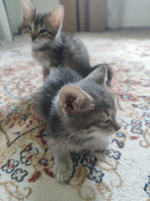 Отдам в добрые руки