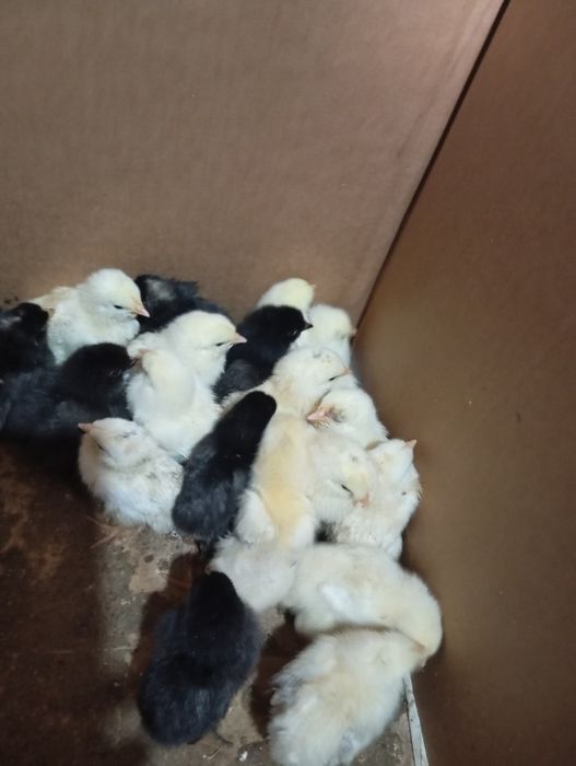 Цыплята разнопородные.