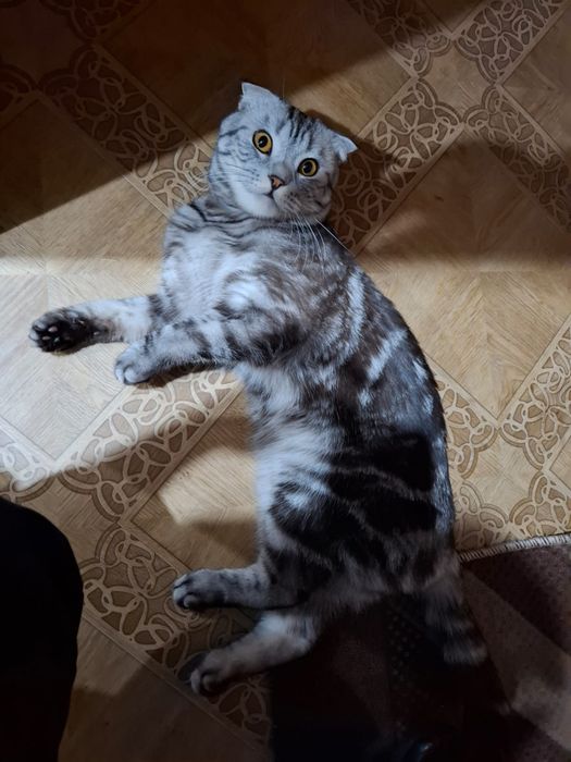 Отдам кота в добрые руки