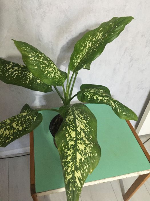 Продам комнатные цветы(Дефинбахия)