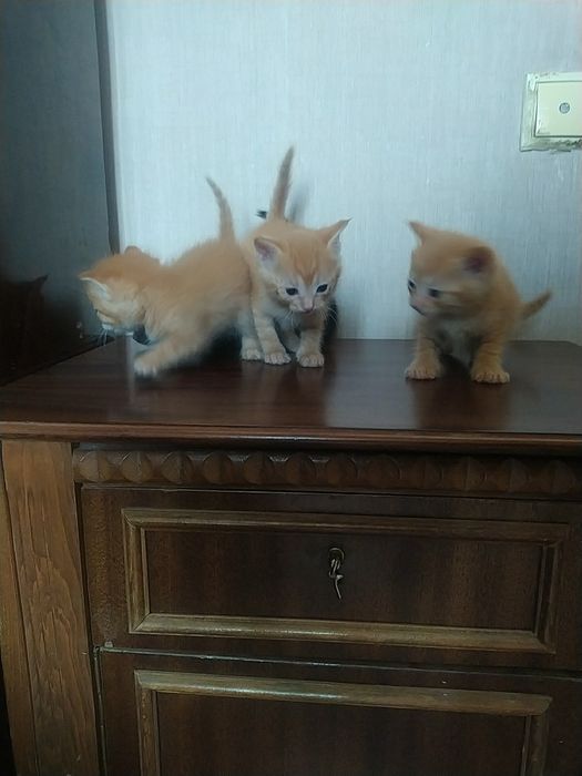 Отдам котят в хорошие руки