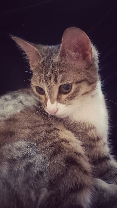 Yaxshi qizbola mushuk