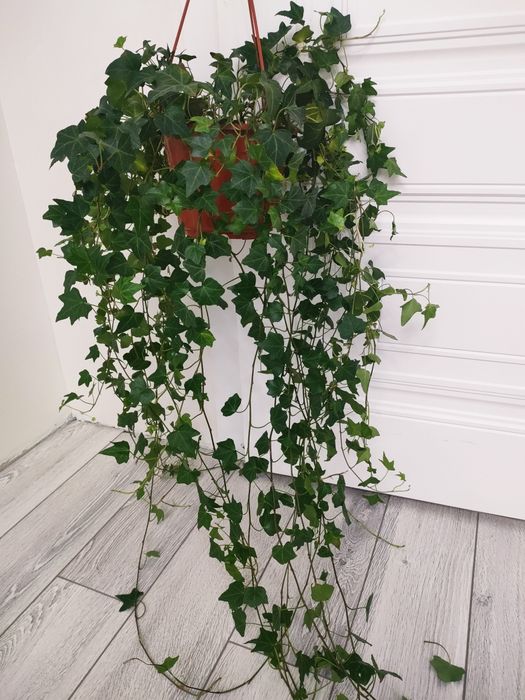 Комнатные растения, доставка