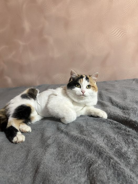 Потерялась кошка , Район ивушки