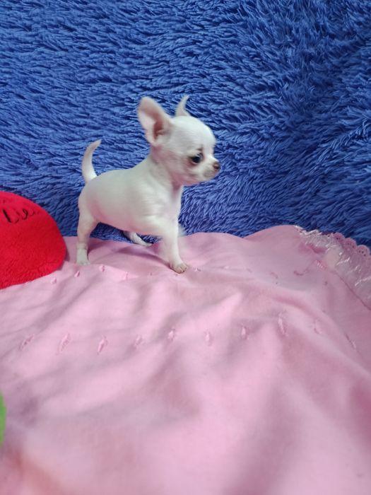Щенок чихуахуа мини