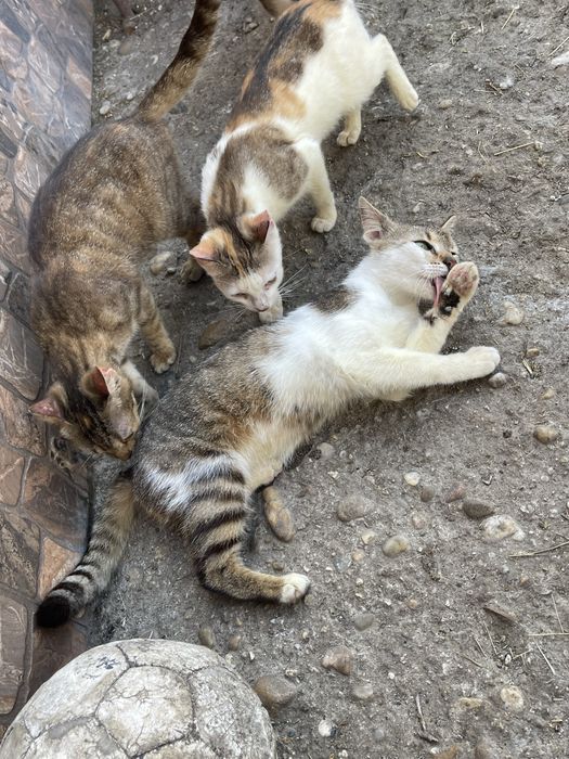 Ofer spre adoptie 4 pisicute si un motan