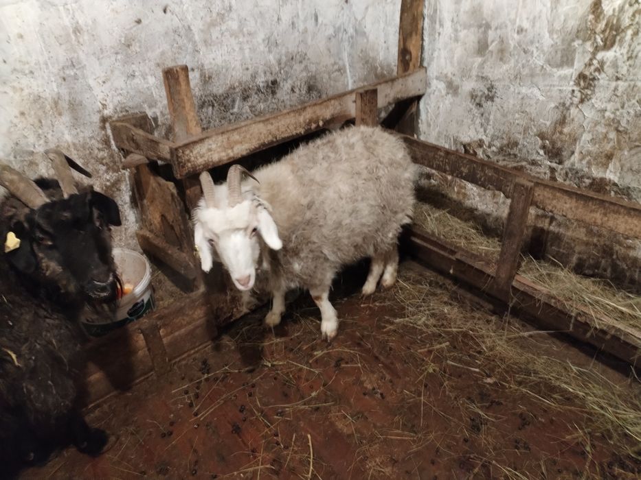 Ешкы сатылады.                ..