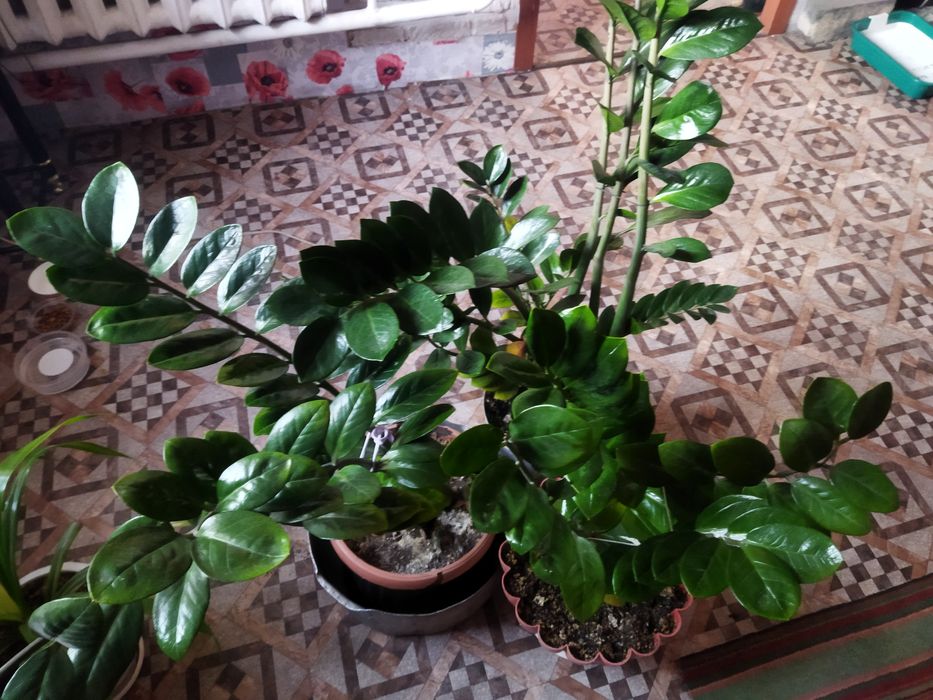 Комнатные цветы продам