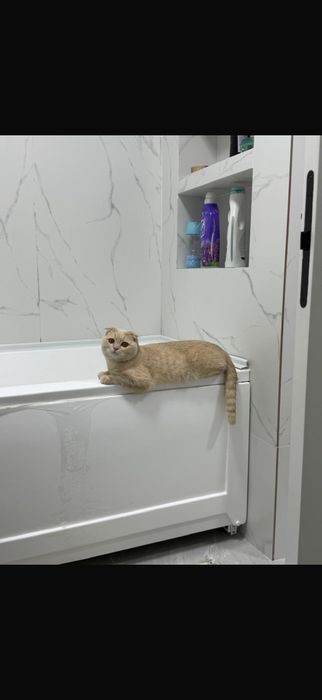 Кот вислоухий 1 год