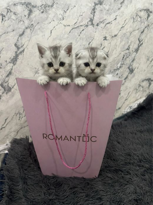 Шотландские шиншиллы котята