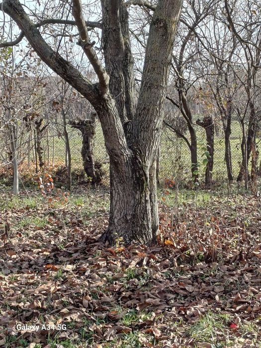 Vând copaci pe picior