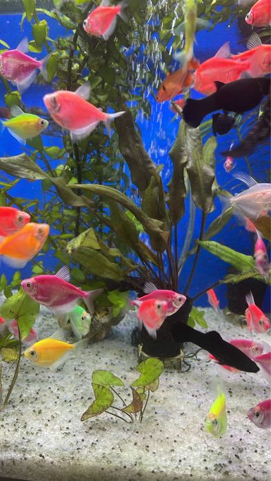 Продаются рыбки разные