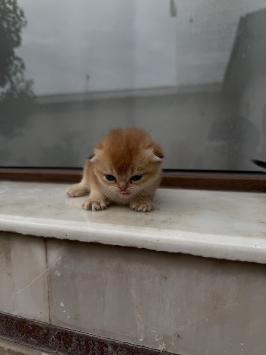 Котята веслоушки (скоттиш фолд)