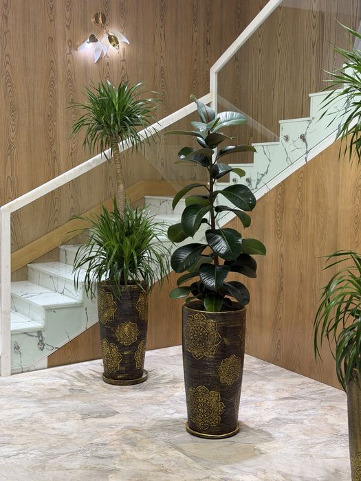 Комнатные цветы с доставкой, Декоративные растения в горшках