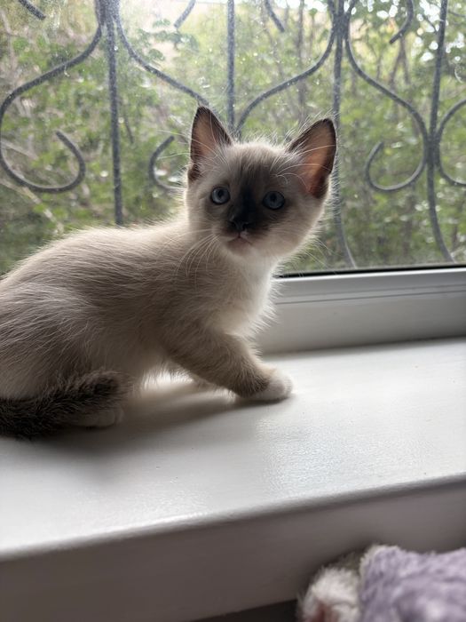 Отдам котят в добрые руки