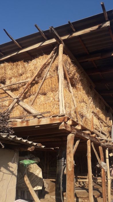 Mosh Somon pris sotiladi