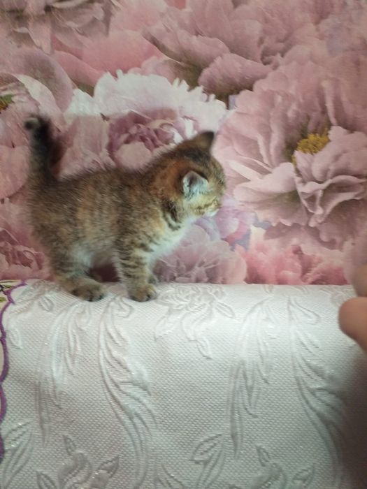 От золотой шиншиллы котята мальчик и девочка