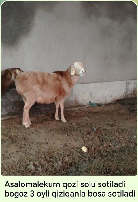 Qozi solu bogoz.