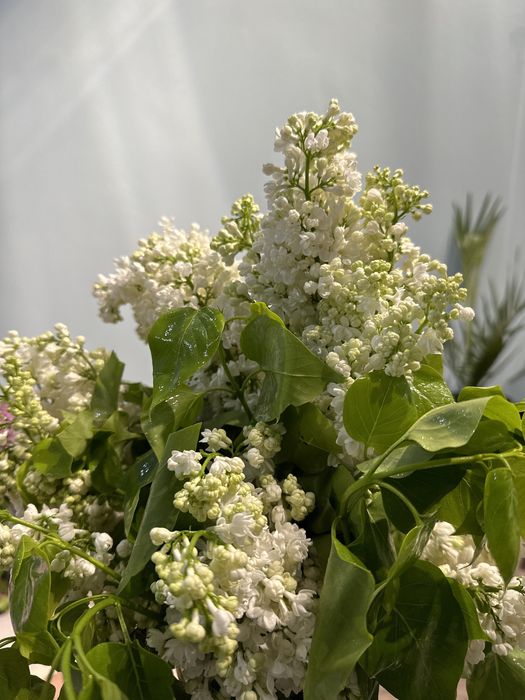 Свежая сирень, красивые