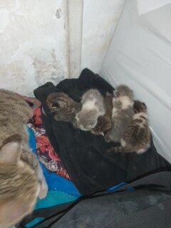 Кошка с котятами