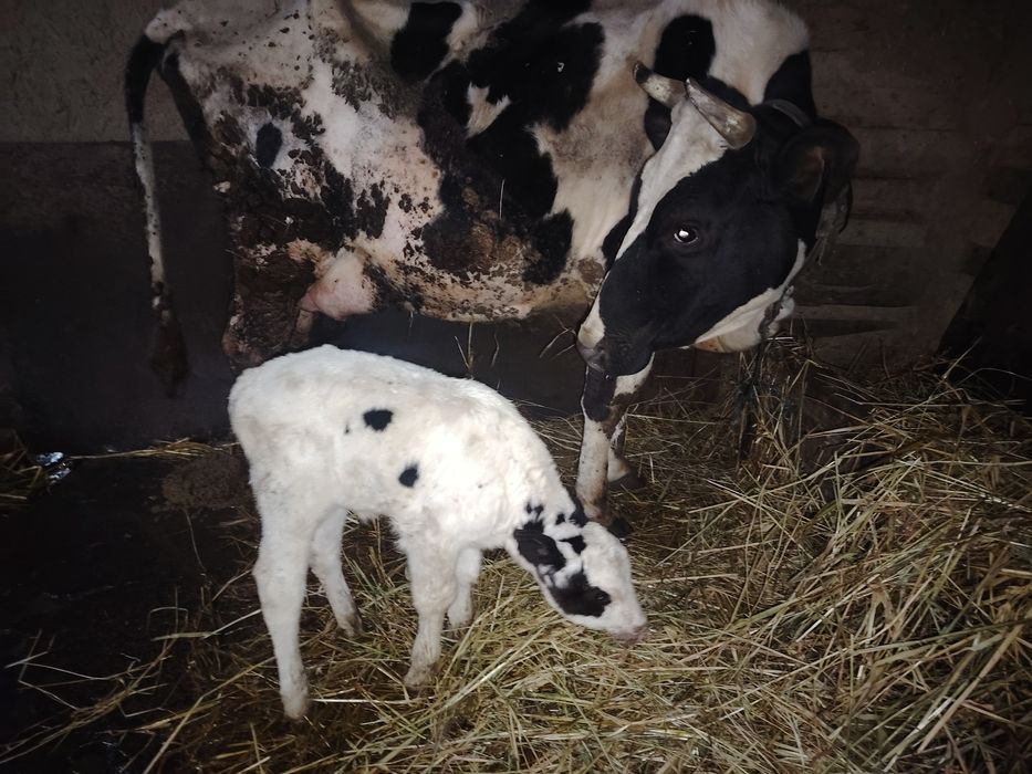 Vacă de vânzare sau schimb