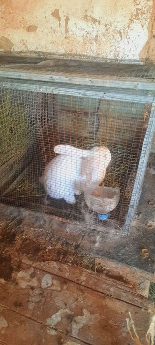 Продам крол фландр