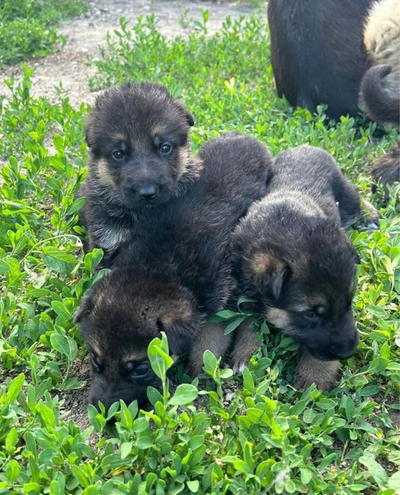 Немецкая овчарка щенки