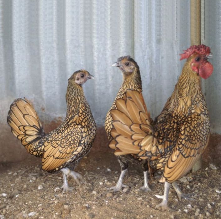 Ouă incubat Sebright