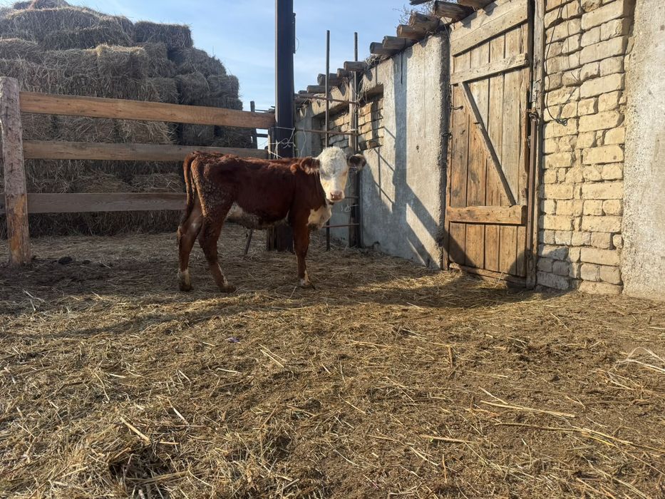 Продам Бычка и Тëлчка 6 месячный