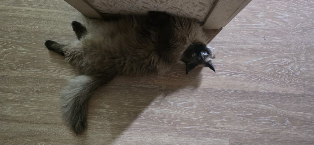 Сиамская кошка, 1 год, не стерилизована