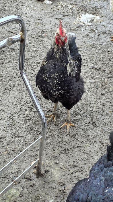 Vând  cocoși de casa