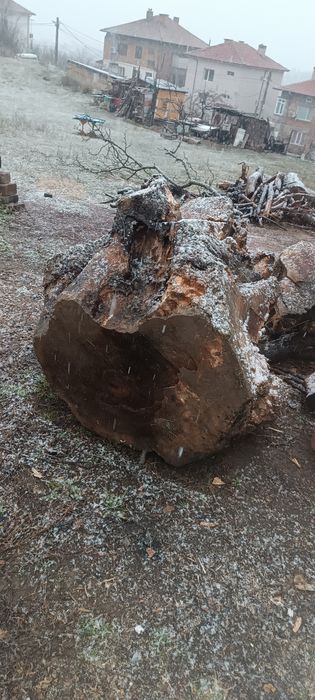 Корен от орех. Сух