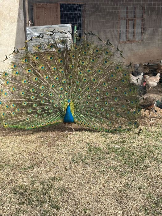 Балапан / Цыплята