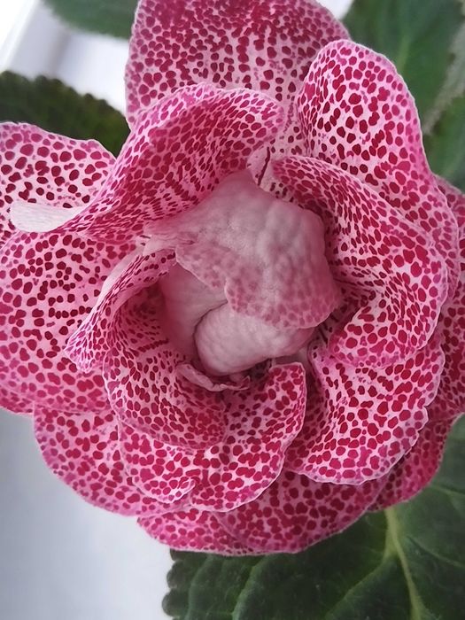 Комнатные растения Глоксиния