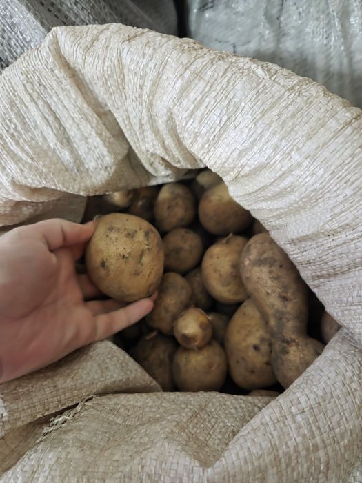 Продам домашнюю картошку