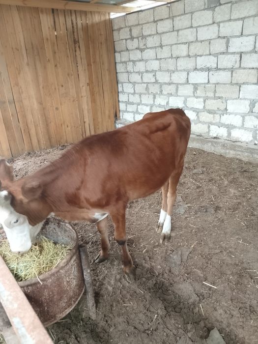 Ұрғашы баспақ бағылған 1 жас 3 айлық