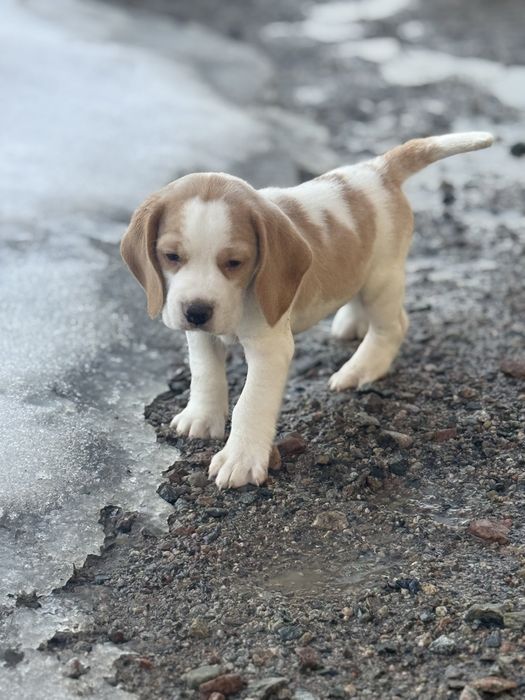 Бигль щенки, с отличной родословной