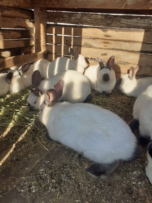 Vand iepuri californieni