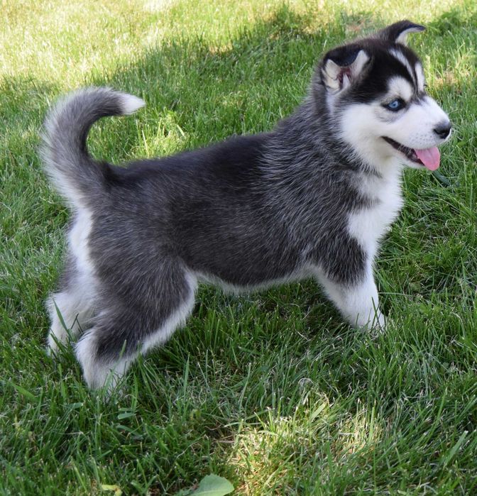 Pui Husky Siberian, părinți multipli campioni!