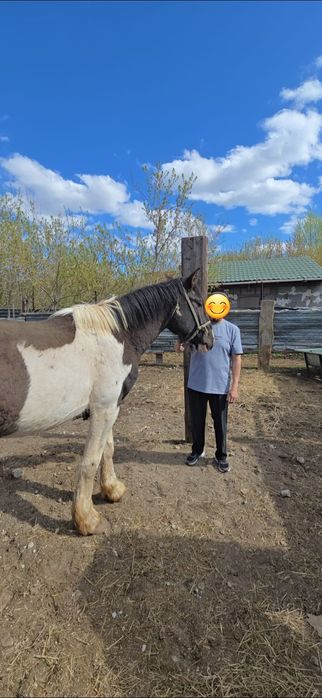 Айғыр Жеребец Тяжеловоз