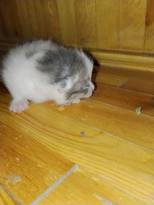 Вислоухий котенок