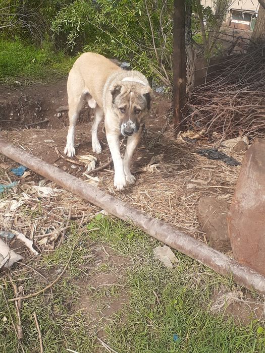 Алабай кучук сотилади ,соглом ва зотли